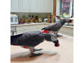 talking-african-grey-parrot-for-sale-small-0