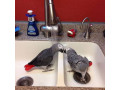 talking-african-grey-parrot-for-sale-small-1