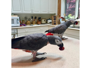 Talking African Grey parrot for sale