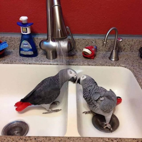 talking-african-grey-parrot-for-sale-big-1