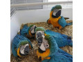blue-and-gold-macaw-for-sale-small-0