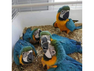 Blue And Gold Macaw For Sale