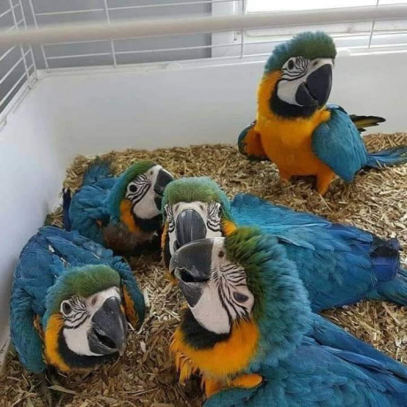 blue-and-gold-macaw-for-sale-big-0