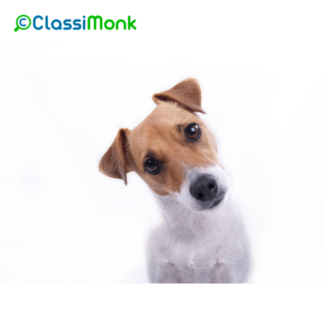 animal-pet-services-in-new-york-city-caring-for-your-furry-friends-big-0