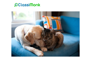 Animal & Pet Services in London in Houston, Texas