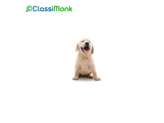 Animal and Pet Services- Dogs in San Francisco