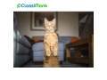 top-rated-animal-services-in-los-angeles-california-small-0