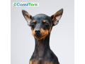 carring-for-your-furry-friends-in-jacksonville-small-0