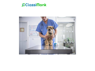 Expert Veterinary Care for Your Furry Friends in The bronx