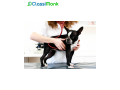animal-adoption-and-rescue-services-in-charlotte-small-0