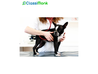 Animal Adoption and Rescue Services in Charlotte