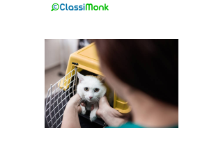 Behavior Training for Happy, Well-Mannered Pets in Washington