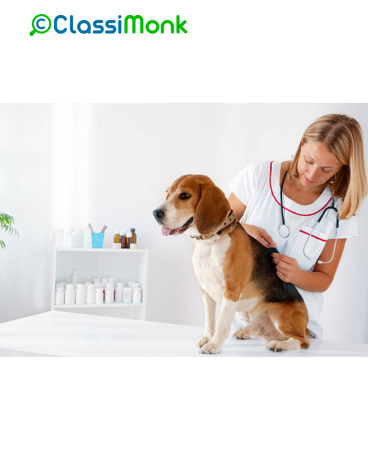 veterinary-care-for-your-dogs-health-and-happiness-in-south-boston-big-0