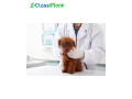 trusted-dog-walking-and-sitting-services-in-scramento-small-0