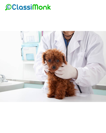 trusted-dog-walking-and-sitting-services-in-scramento-big-0