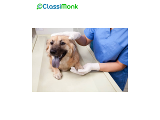 Veterinary Care for Your Dog's Health and Happiness in Omaha