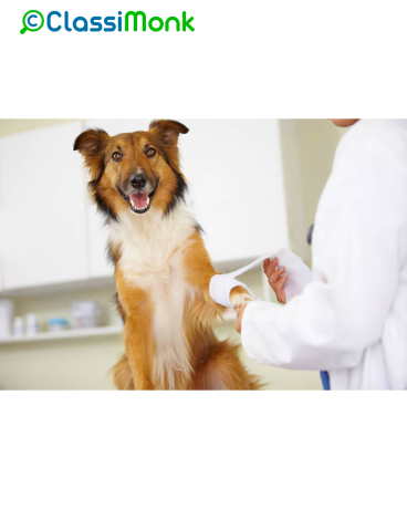 puppy-training-specialists-start-off-on-the-right-paw-in-raleigh-big-0