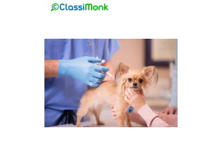 Expert Veterinary Care for Your Furry Friends in Aurora